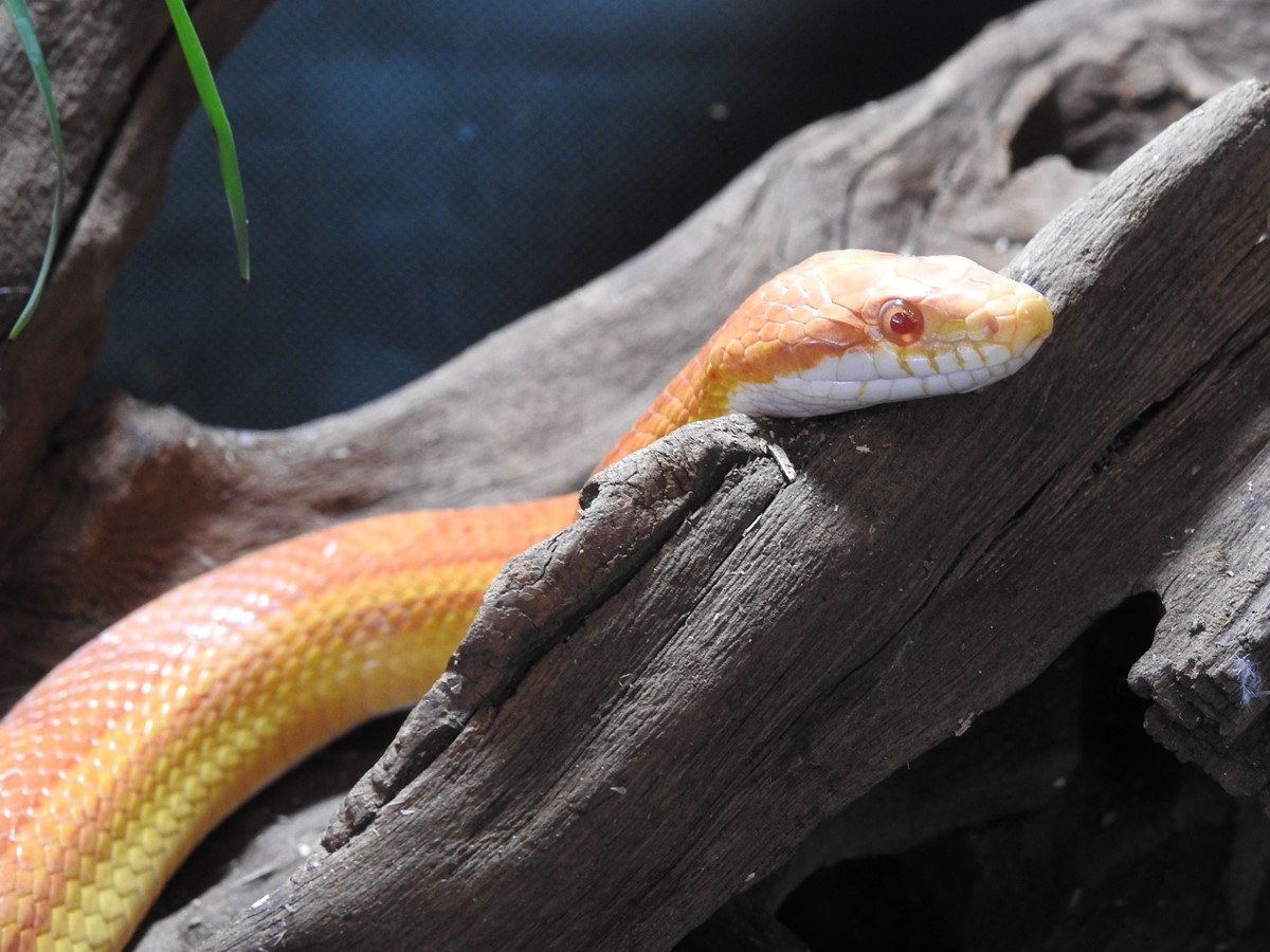 爬虫類とティータイム 横浜のちょっとドキドキするカフェ 亜熱帯茶館 東京ガス横浜中央エネルギー ヨコエネ