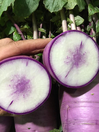 地元横浜の野菜を販売する「濱の八百屋」さんを知ってるコロ?