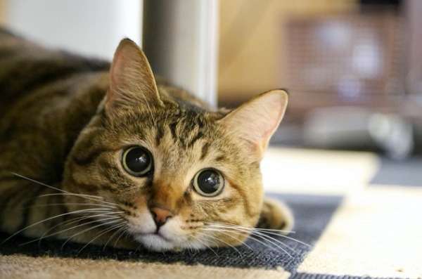 ペットを飼っているお家は床暖房が最適！その３つの理由とは！？