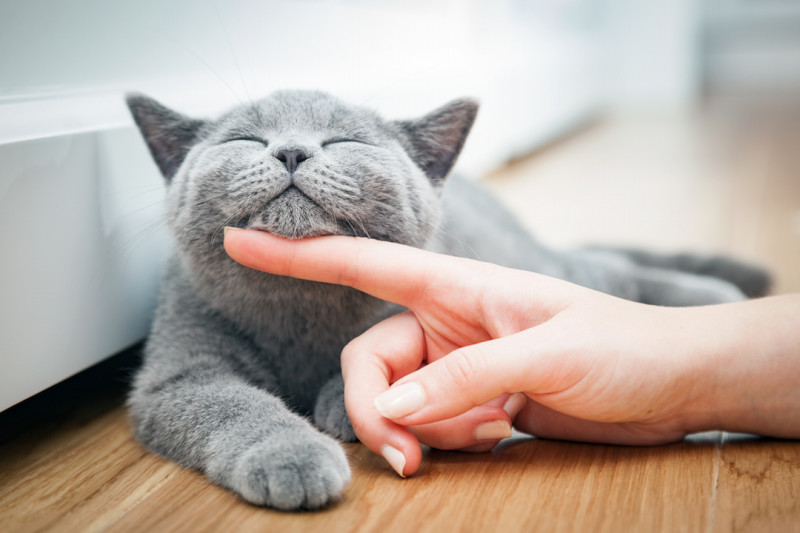 猫の日に考える、「人と動物が気持ちよく暮らす」住まいのポイント～ニオイ対策～