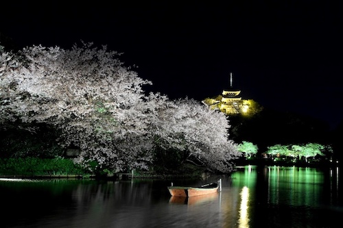 【3月22日（金）～3月31日（日）】風情ある夜桜を楽しめる～三渓園　観桜の夕べ～