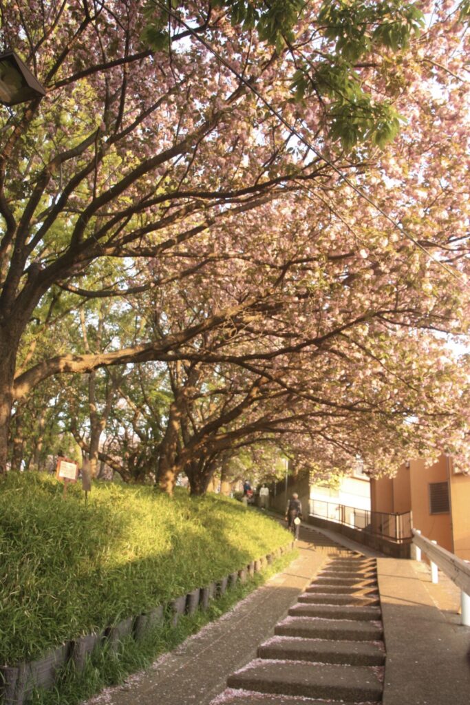 菊名桜山公園(カーボン山)