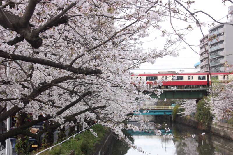 ヨコエネスタッフ撮影!横浜市内おすすめお花見散歩スポット