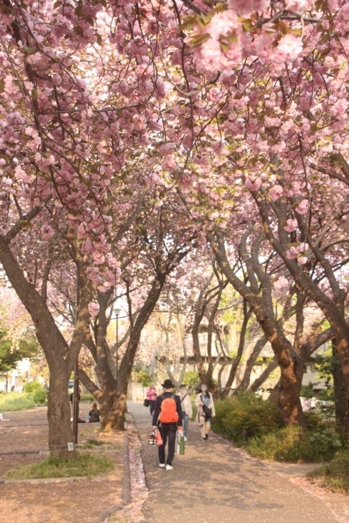 菊名桜山公園(カーボン山)