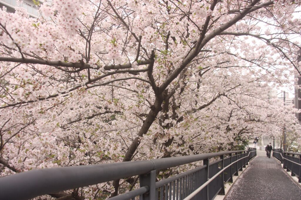 石崎川の桜