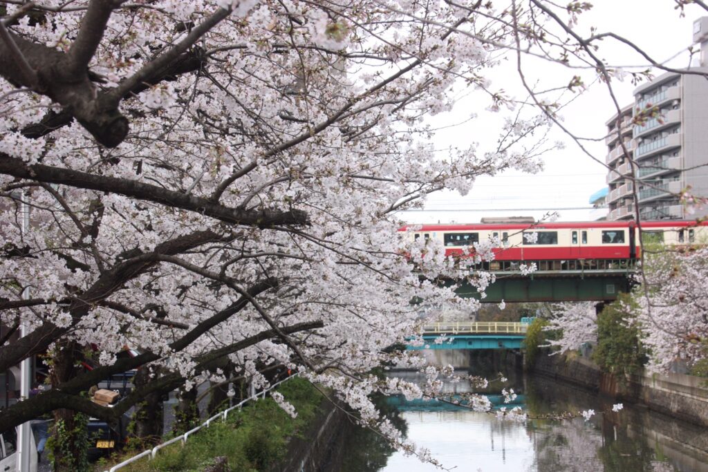 石崎川の桜と京急