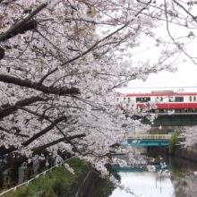 石崎川の桜と京急