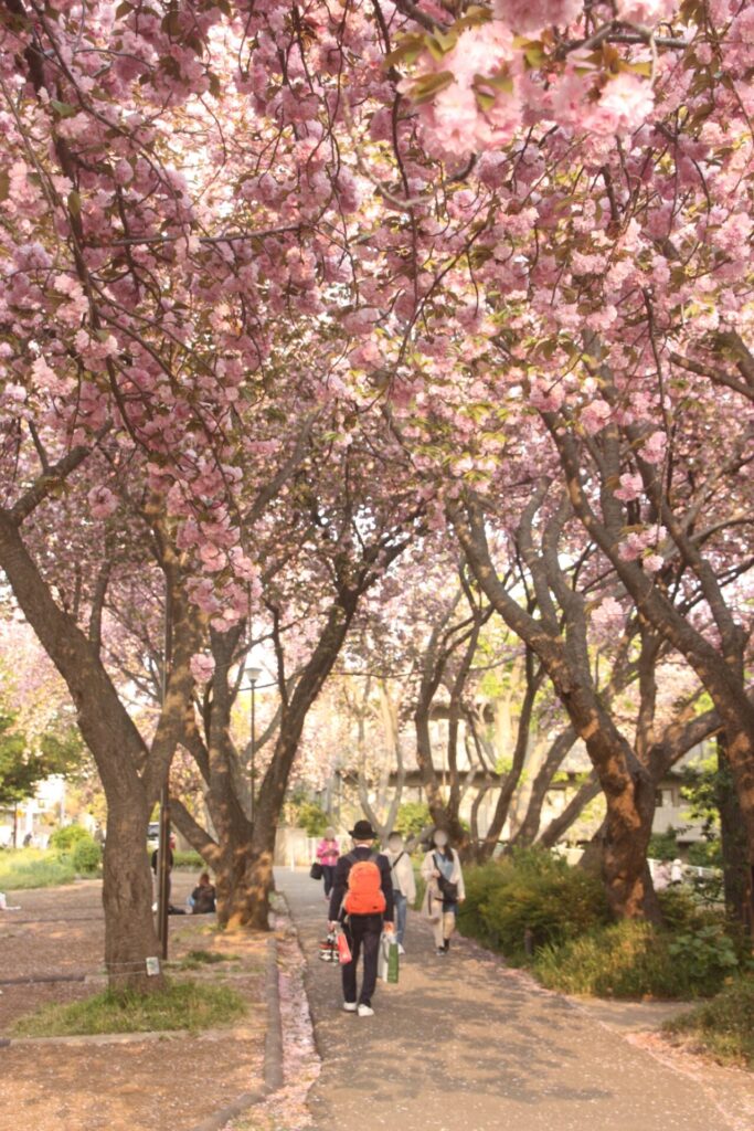 菊名桜山公園（カーボン山）